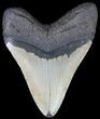 Bargain, Megalodon Tooth - North Carolina #66150-2
